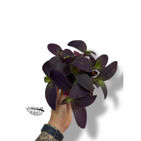 Tradescantia pallida