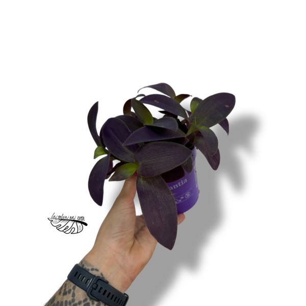 Tradescantia pallida