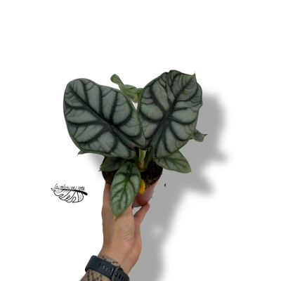 Alocasia 'Silver Dragon' XL