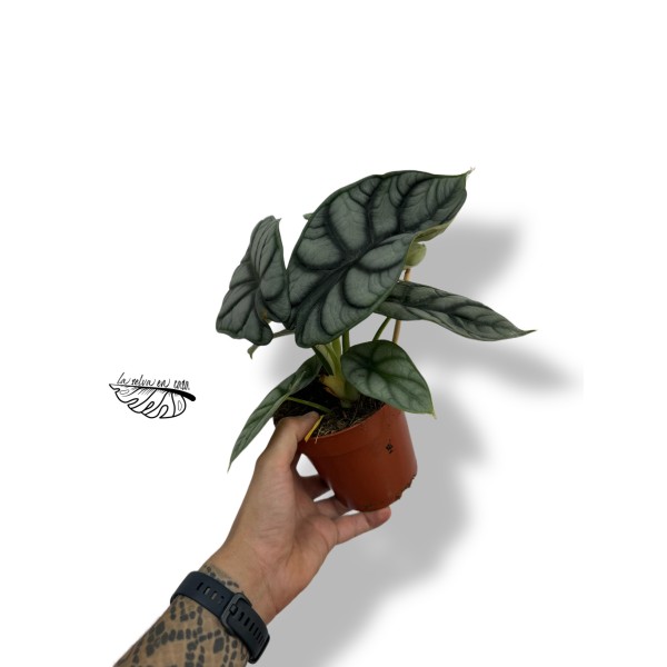 Alocasia 'Silver Dragon' XL
