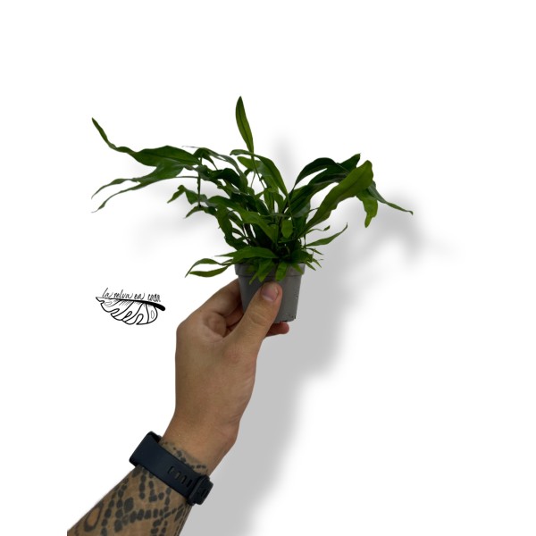 Microsorum diversifolium