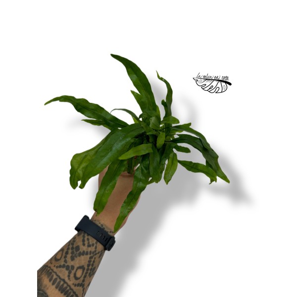 Microsorum diversifolium