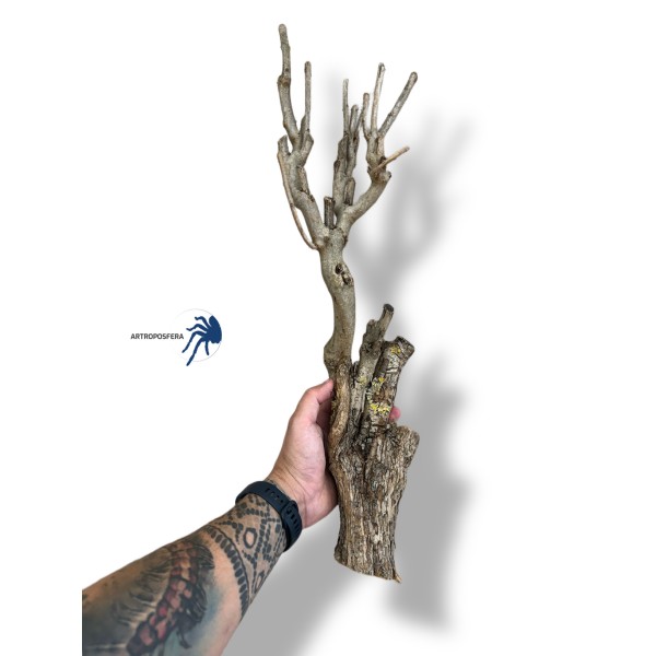 Tronco ramificado decorativo