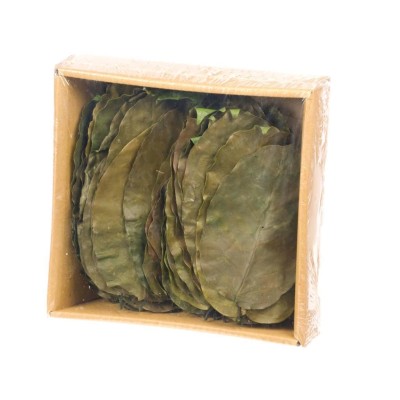 Salal leaves, hojas preservadas 50 unidades.