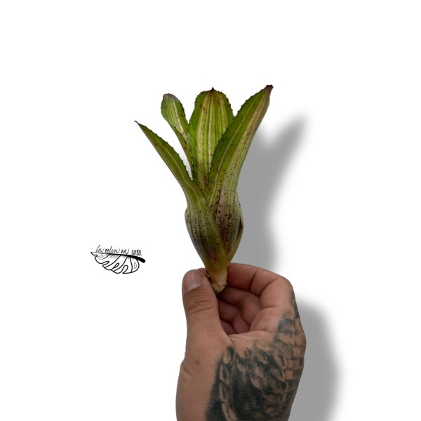 Neoregelia olens variegata