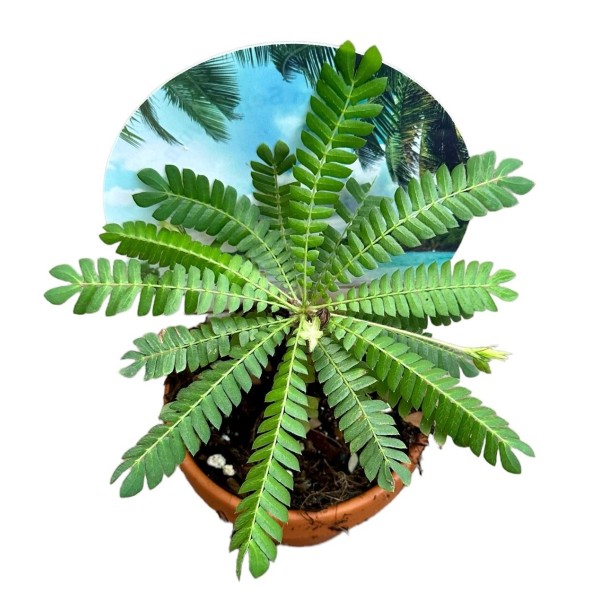 Biophytum sensitivum