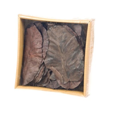 Salal leaves, hojas preservadas 50 unidades.