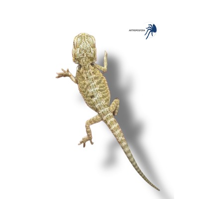 Pogona vitticeps