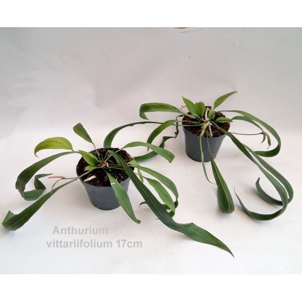 Anthurium vittariifolium