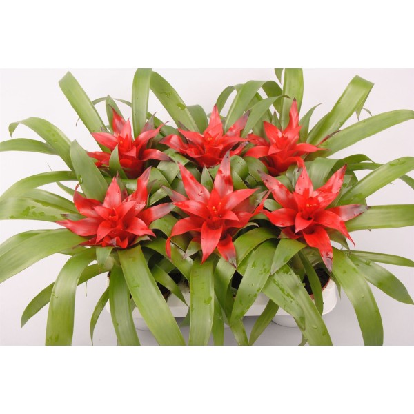 Guzmania Tempo