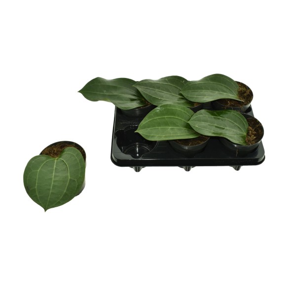 Hoya Latifolia