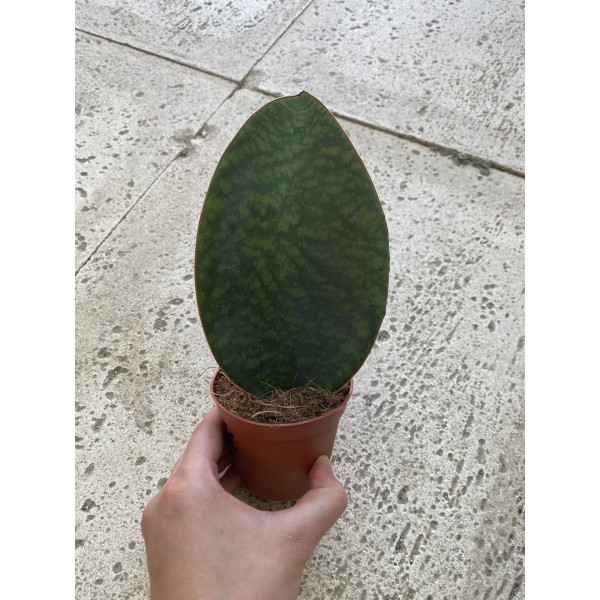 Sansevieria masoniana SMALL