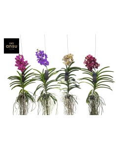 Vanda hybriden mixto colgante XLARGE 2