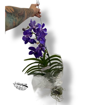 Vanda hybriden mixto colgante XLARGE