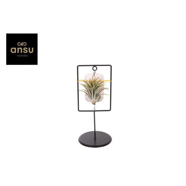 Tillandsia Tilly Tiles mixto DECORATIVO