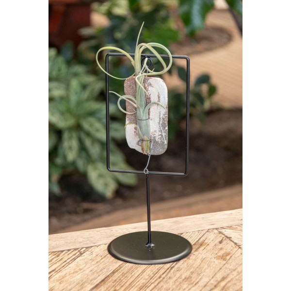 Tillandsia Tilly Tiles mixto DECORATIVO