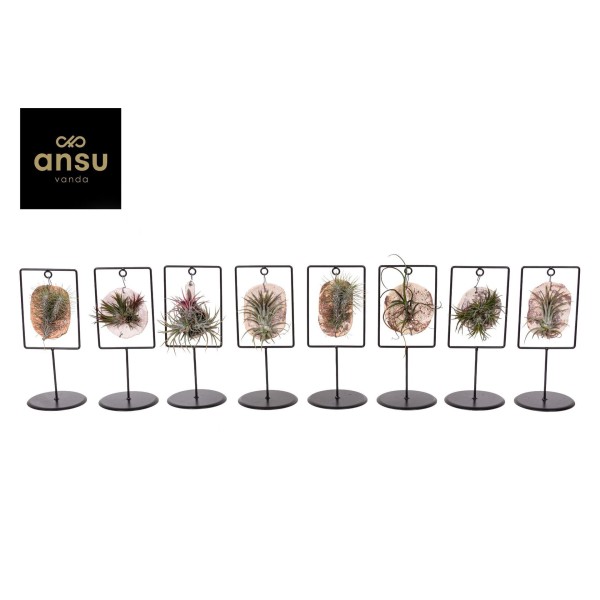 Tillandsia Tilly Tiles mixto DECORATIVO