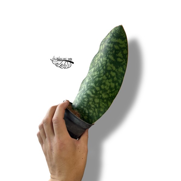 Sansevieria masoniana SMALL