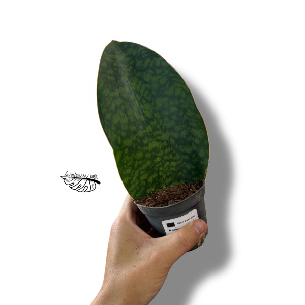 Sansevieria masoniana SMALL