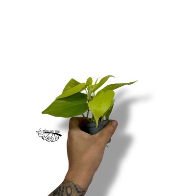 Philodendron  'Neón' MINI 2