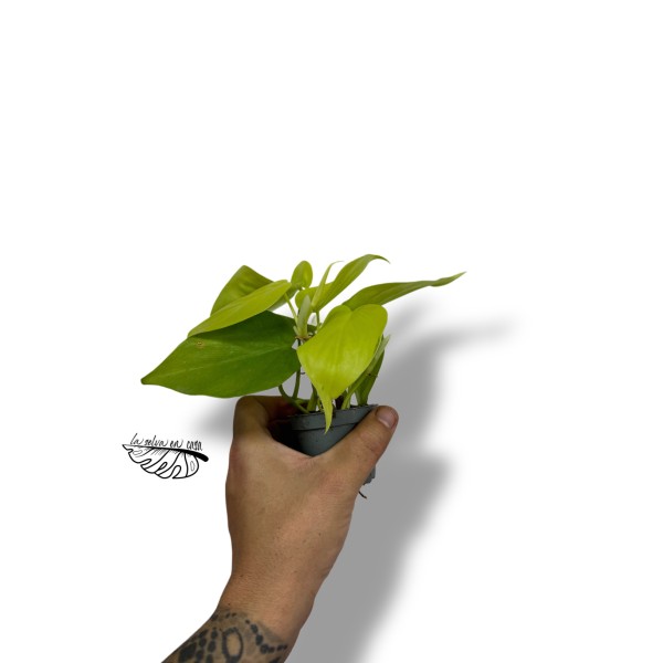 Philodendron  'Neón' MINI