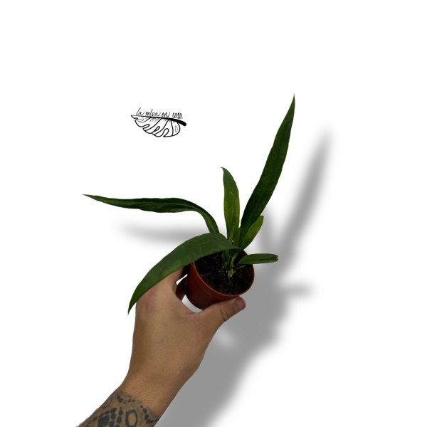 Anthurium vittariifolium