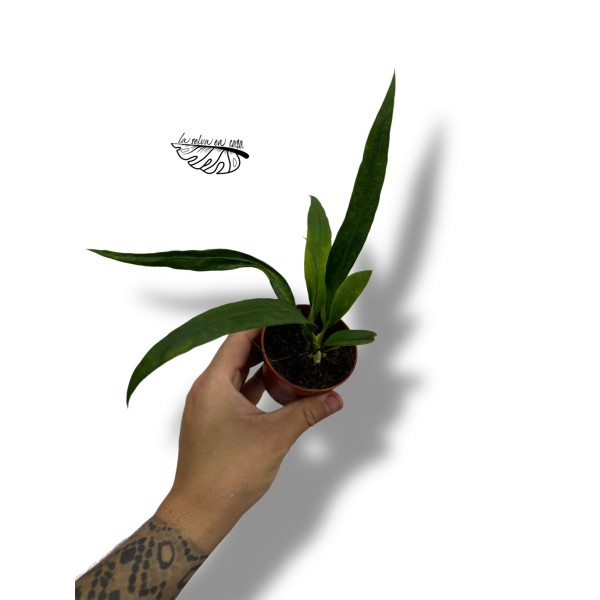 Anthurium vittariifolium