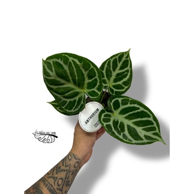 Anthurium crystallinum 'Silver Blush' 2