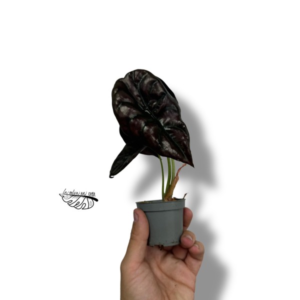 Alocasia cuprea 'Red Secret'