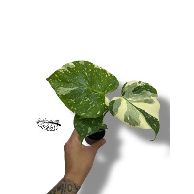 Monstera Creme Brulee 2