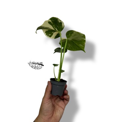 Monstera Creme Brulee