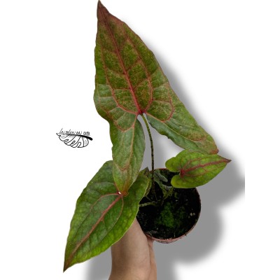 Cyrtosperma Johnstonii SMALL