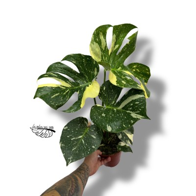 Monstera deliciosa 'Thai Constellation"