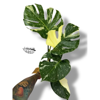 Monstera deliciosa 'Thai Constellation" 2