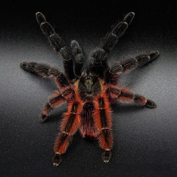 Psalmopoeus victori