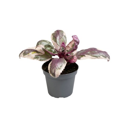 Hemigraphis Snow White MINI 2