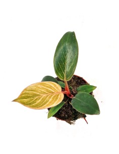 Philodendron Pink Bikini MINI 2