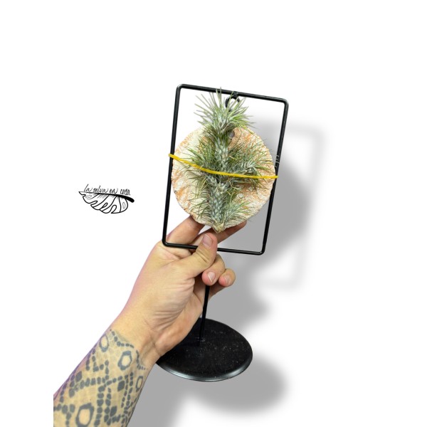 Tillandsia Tilly Tiles mixto DECORATIVO