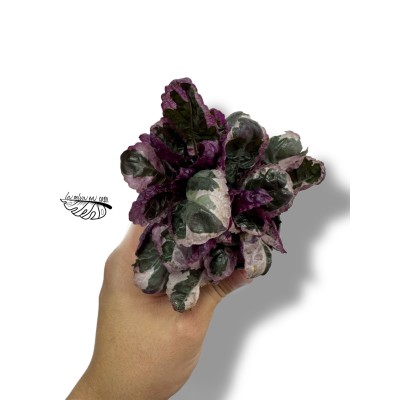 Hemigraphis Snow White MINI