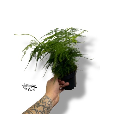 Asparagus Plumosus
