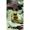Dendrobates leucomelas 2