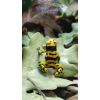 Dendrobates leucomelas NZ2016