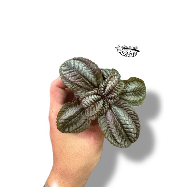 Pilea Norfolk