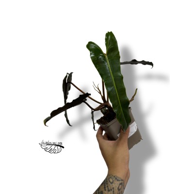 Philodendron  billietiae x atabapoense