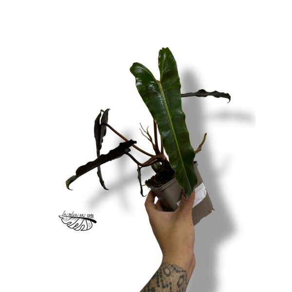 Philodendron  billietiae x atabapoense