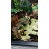 Dendrobates leucomelas NZ2016