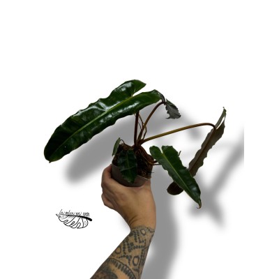 Philodendron  billietiae x atabapoense 2