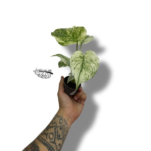 Monstera Deliciosa Mint Variegated