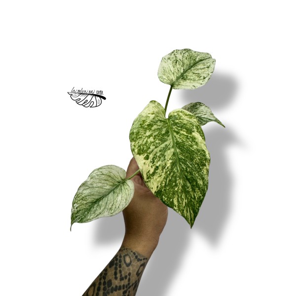 Monstera Deliciosa Mint Variegated