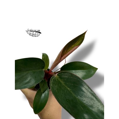 Philodendron Pink Bikini MINI